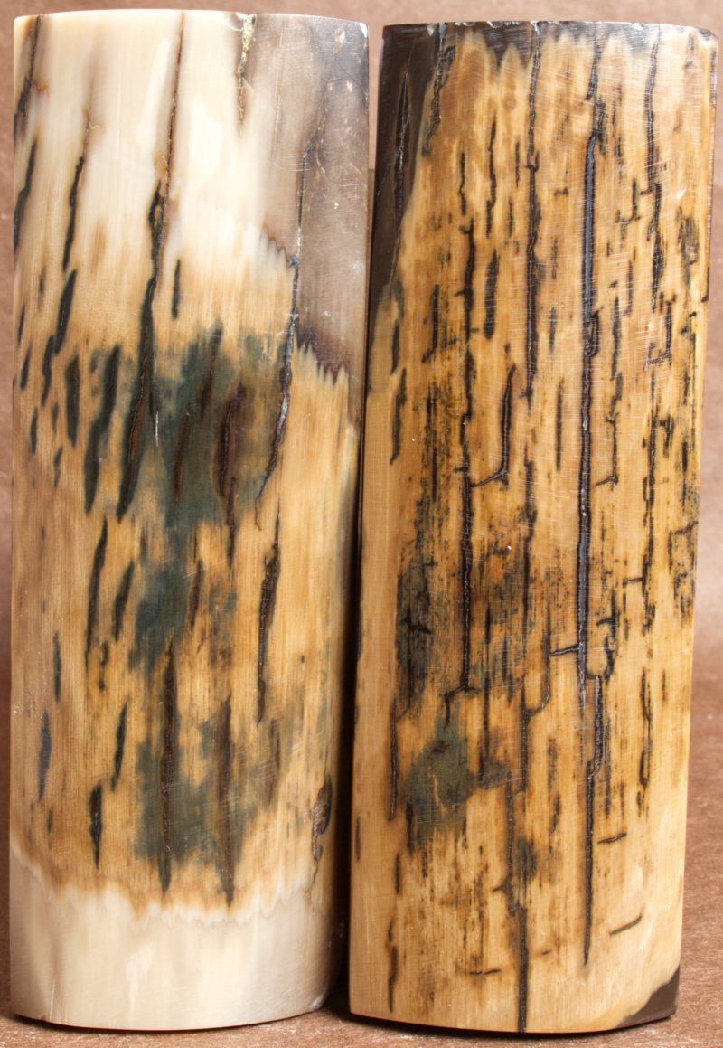 5.25" x 1.7" Stabilized Mammoth Tusk Bark Scales 252734
