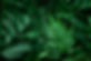 closeup nature view of green leaf and palms background. Flat lay, dark nature concept, tro