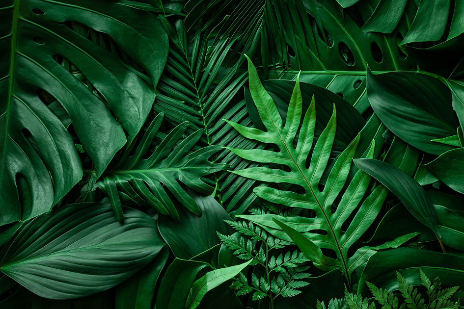 closeup nature view of green leaf and palms background. Flat lay, dark nature concept, tro