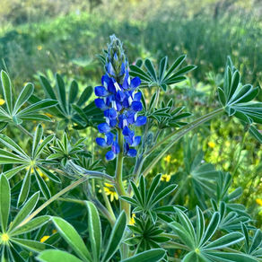 Exploring the Beauty of Wildflower Country: A Guide to Mullewa and Mingenew