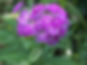 July begginning 218.JPG