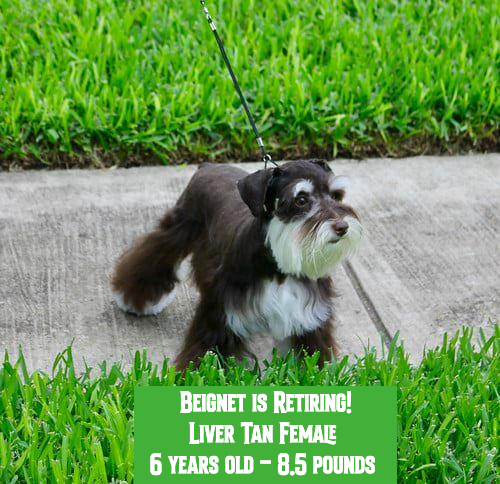 Beignet 2 copy.png