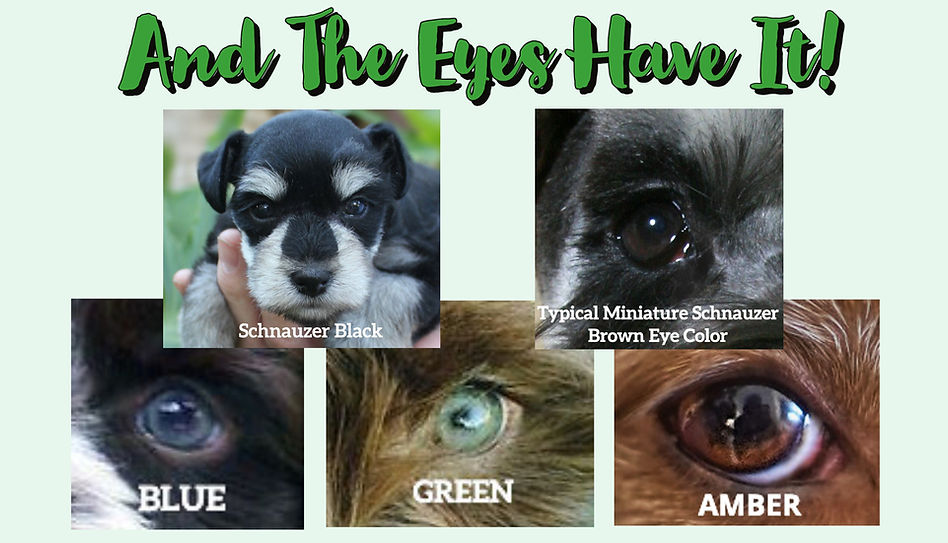 Eyes.jpg