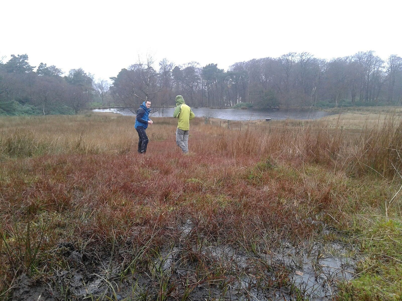 sphagnum3