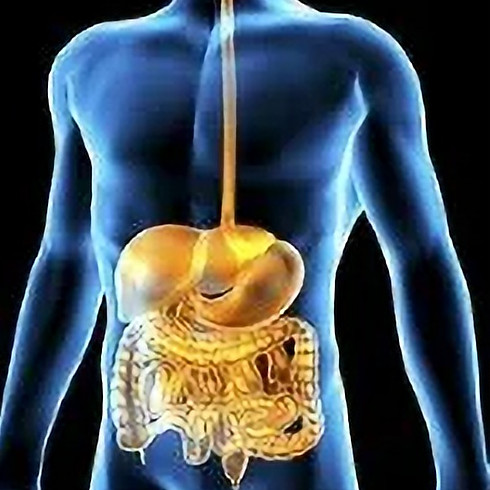digestive system_edited_edited.jpg