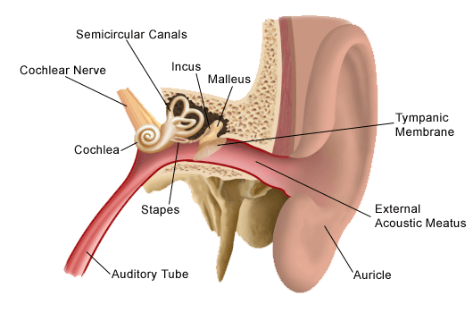anatomy-of-the-ear-125921.gif