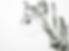 Eucalyptus%20plant_edited.jpg