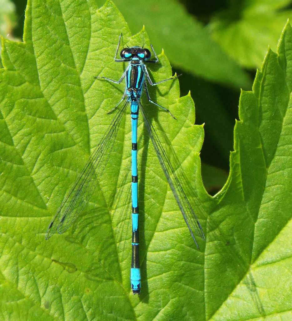 Damselfly resting on a leaf.