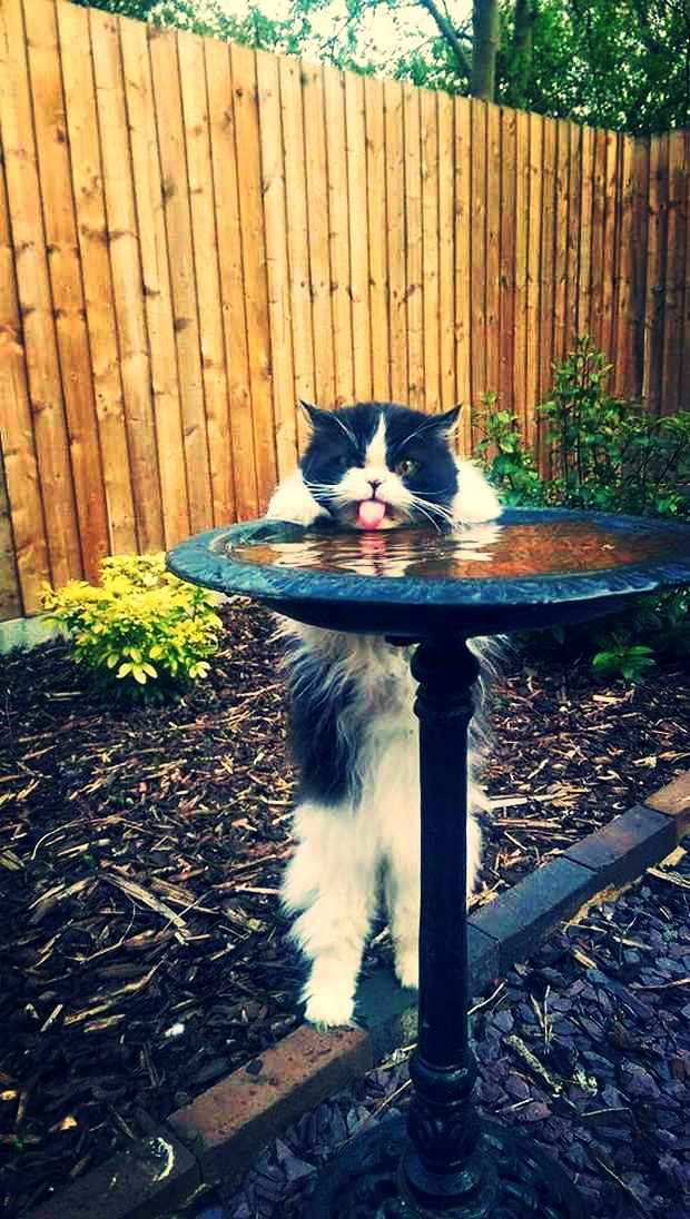 Thirsty Gardens, note the mulch