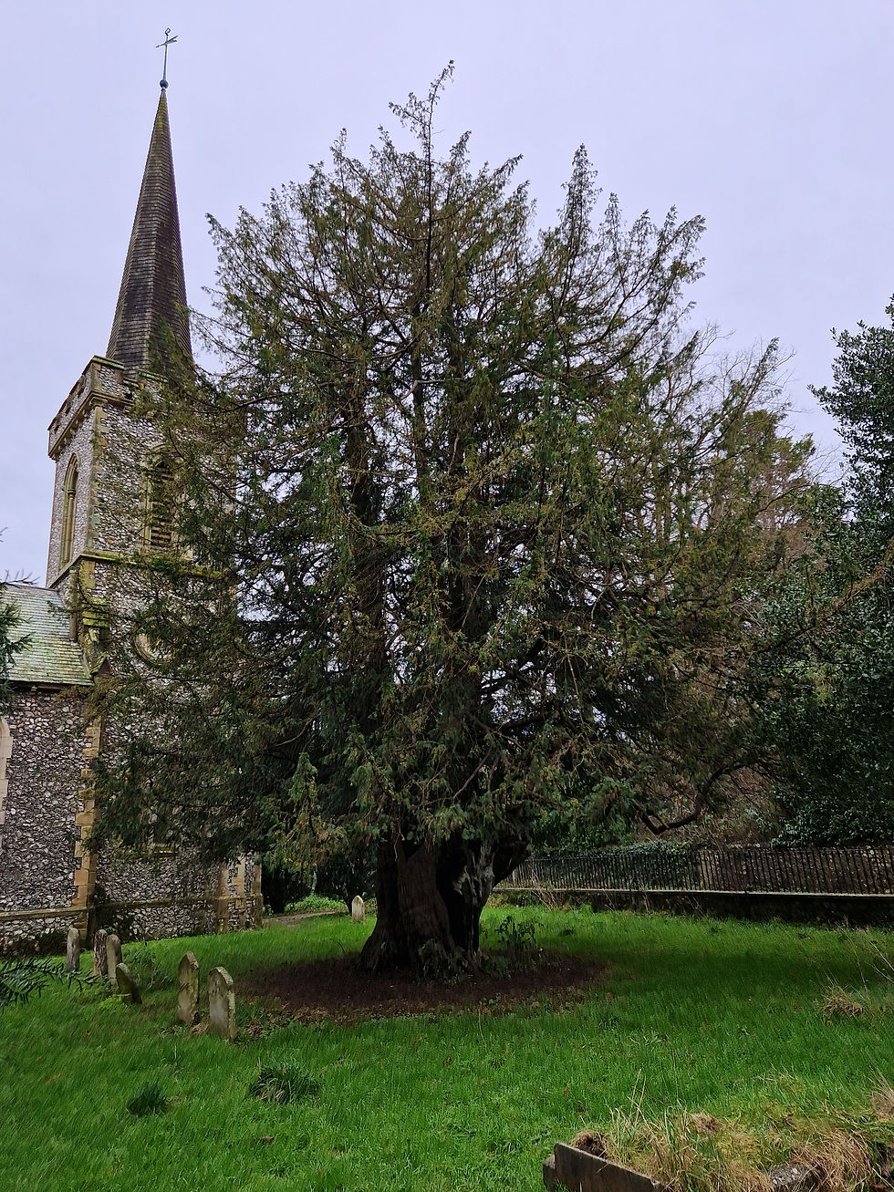 Yew Tree Folklore Oldest tree in Brighton