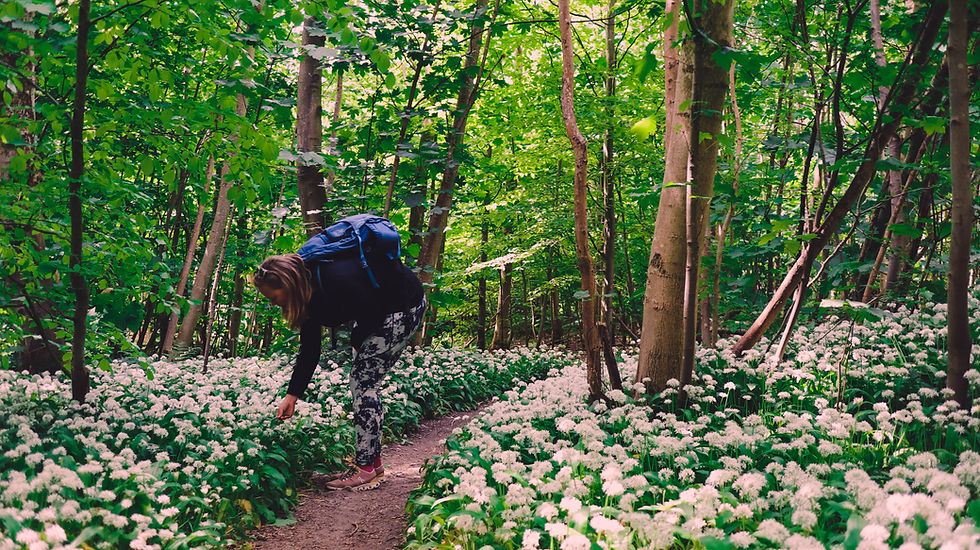 Woodland sunset walk with bluebells & Wild Garlic