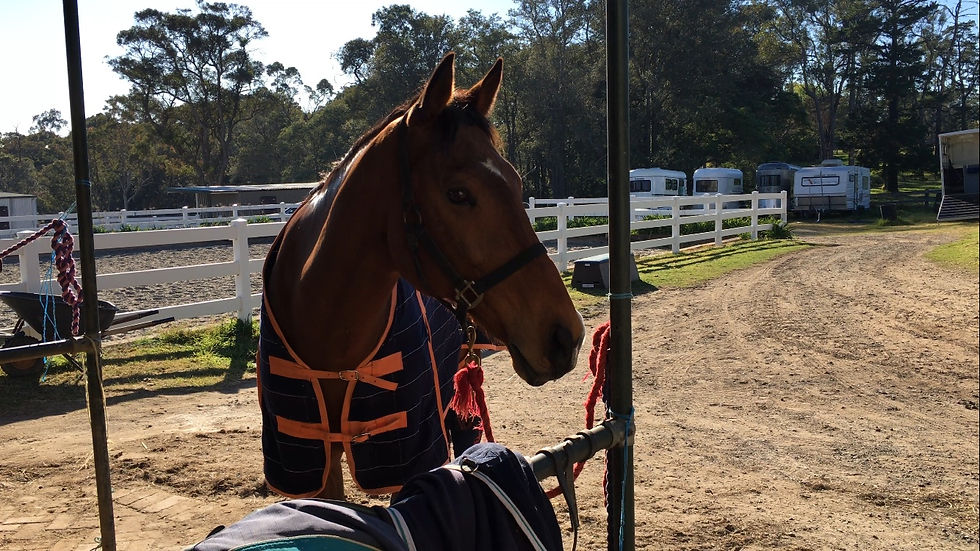 Off_the_Track_Thoroughbred.jpg