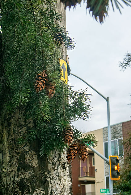a telephone poll with pine tree leaves overlapping it