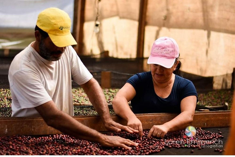 sorting the coffee beans