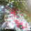 Thumbnail: bougainville