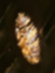 gtg_P1040362.jpeg