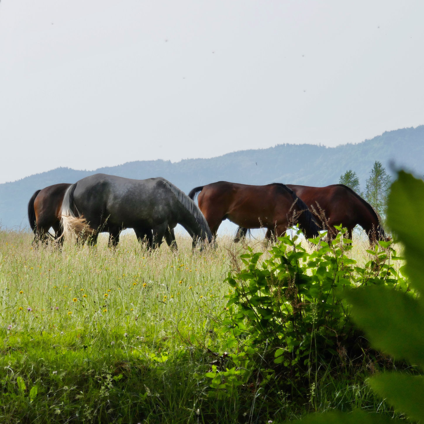 photo(s) du jour: 27 juin 2022