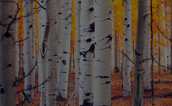 Aspen Wall paper-2_edited.jpg