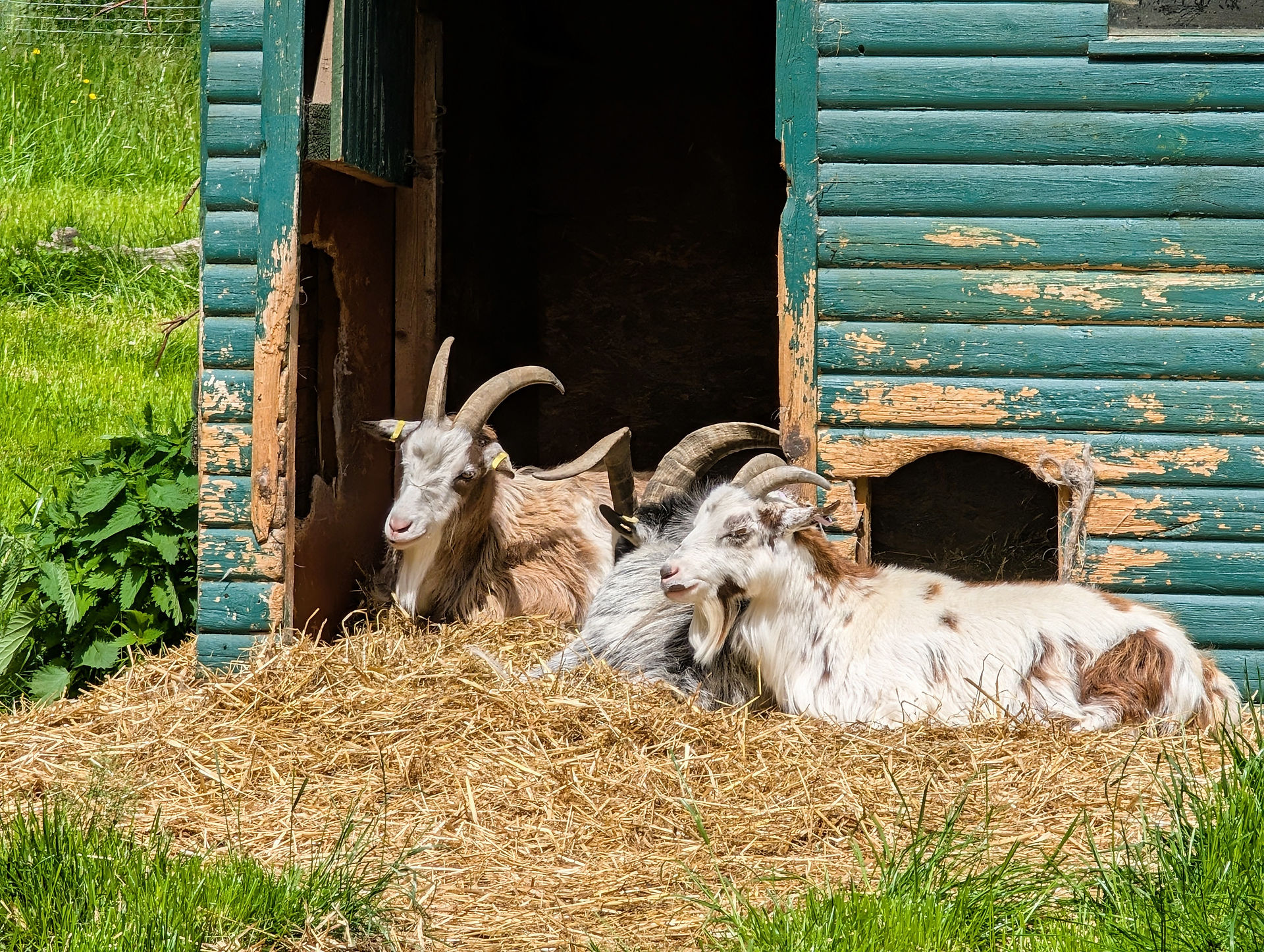 Camperdown Wildlife Centre