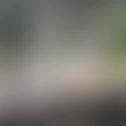 Two caged pelicans, making it one of the attractions you should visit in Udaipur, India