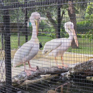 Two caged pelicans, making it one of the attractions you should visit in Udaipur, India