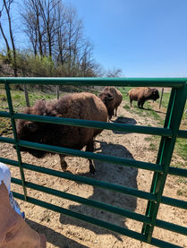 Boss Bison Ranch, Attractions to Visit in Harrison County, Ohio