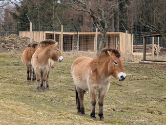 Highland Wildlife Park