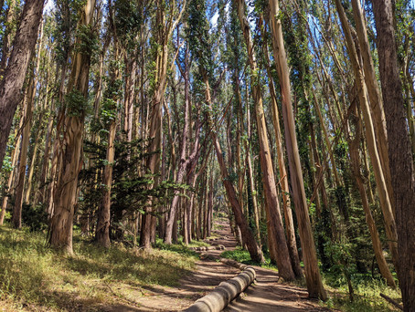 Andy Goldsworthy's Wood Line, 