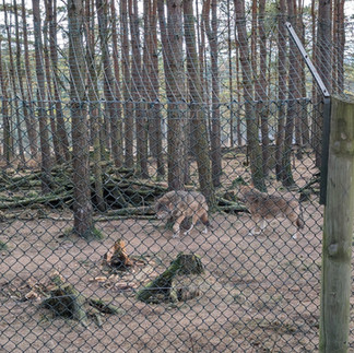 Highland Wildlife Park