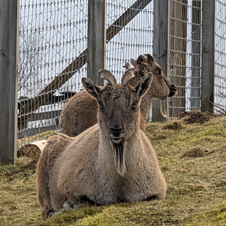 Highland Wildlife Park
