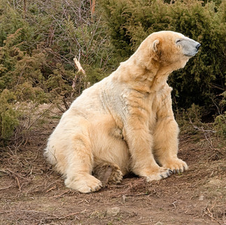 Highland Wildlife Park