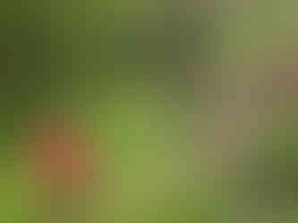 A child walking through a forest making this a perfect place to find the enchanted fairies of Scotland