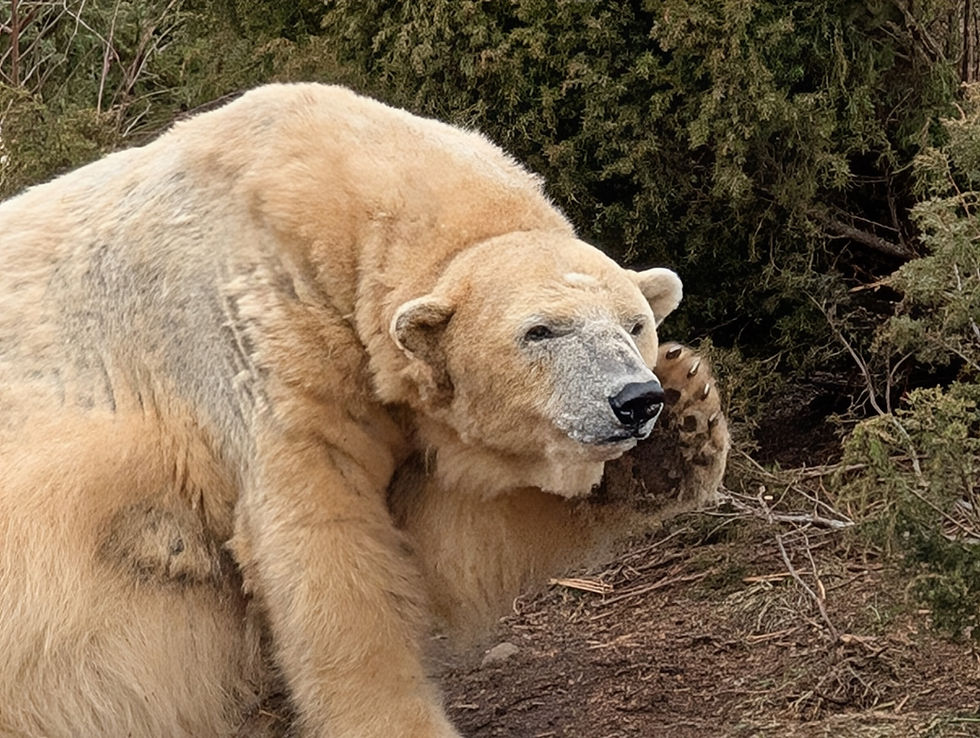 A polar bear scratches its face with a paw, sitting among green foliage. The bear appears calm, with light beige fur. Things to do at Aviemore in Scotland.