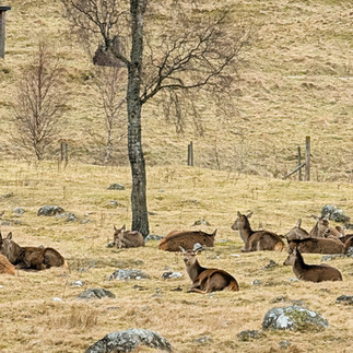 Highland Wildlife Park