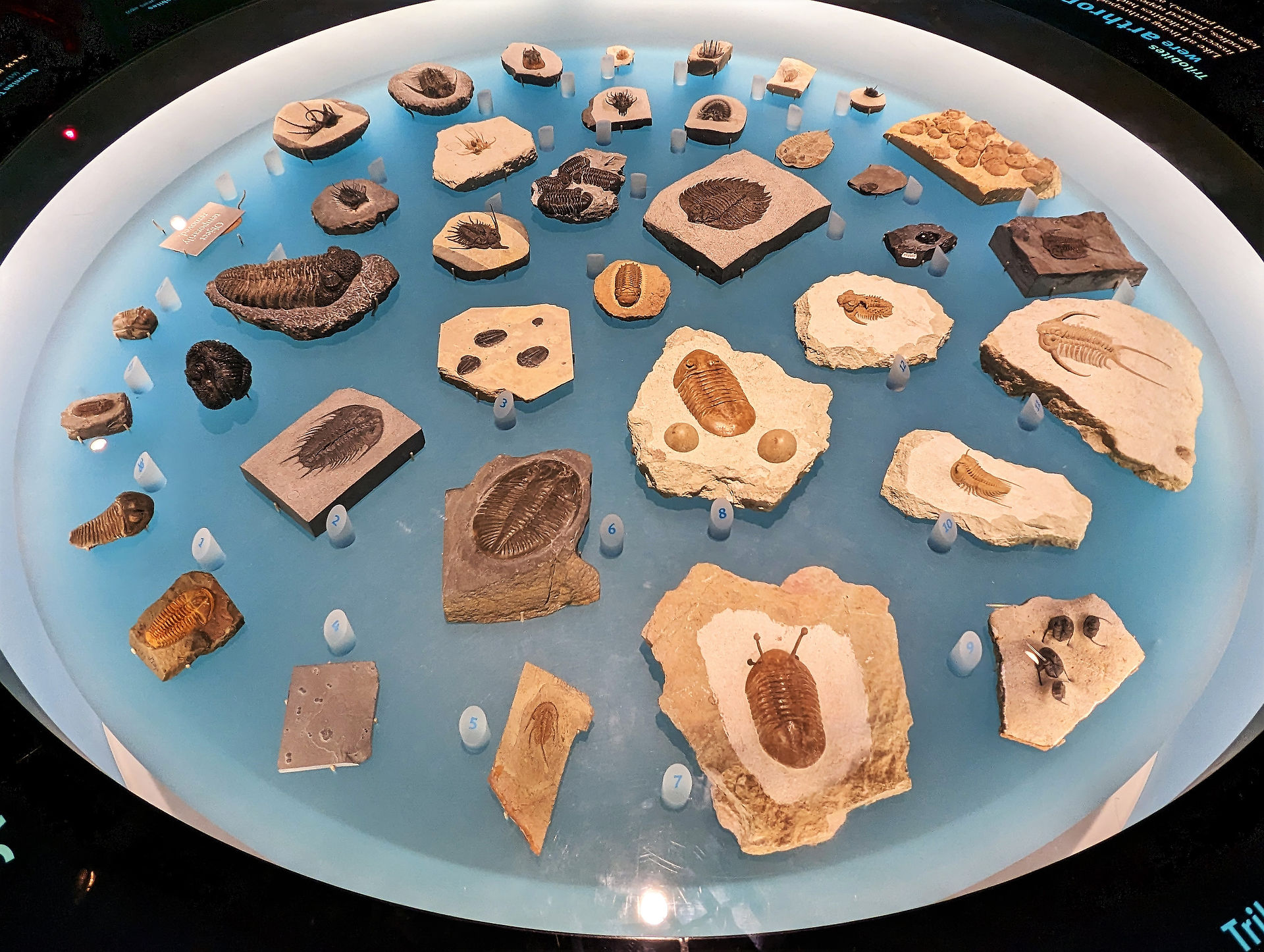 The Field Museum - Attractions You Should Visit in Chicago