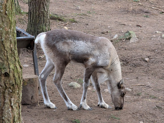 Highland Wildlife Park