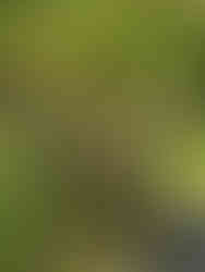 A wooden stump fashioned into a fairy house in a forest setting making the Latheron Wheel fairy village a perfect place to find the enchanted fairies of Scotland