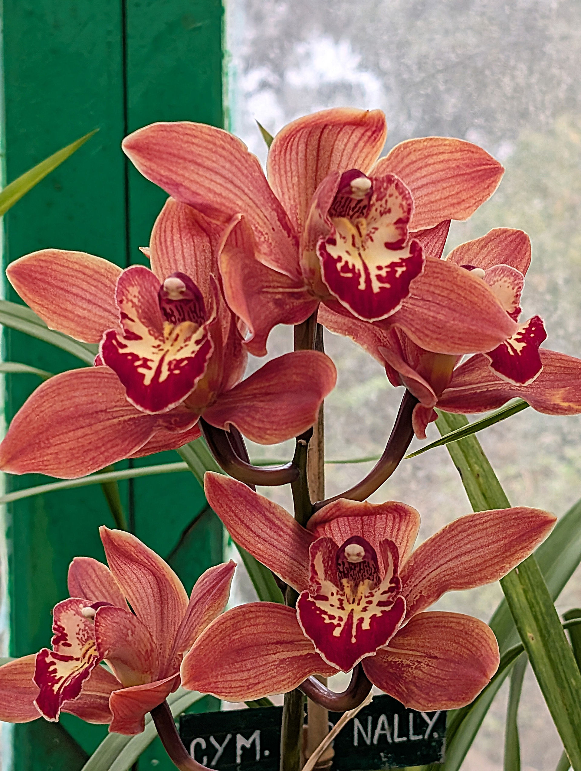 Takdah Orchid Centre