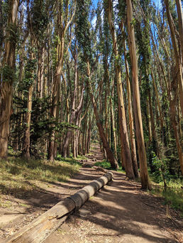 Andy Goldsworthy's Wood Line