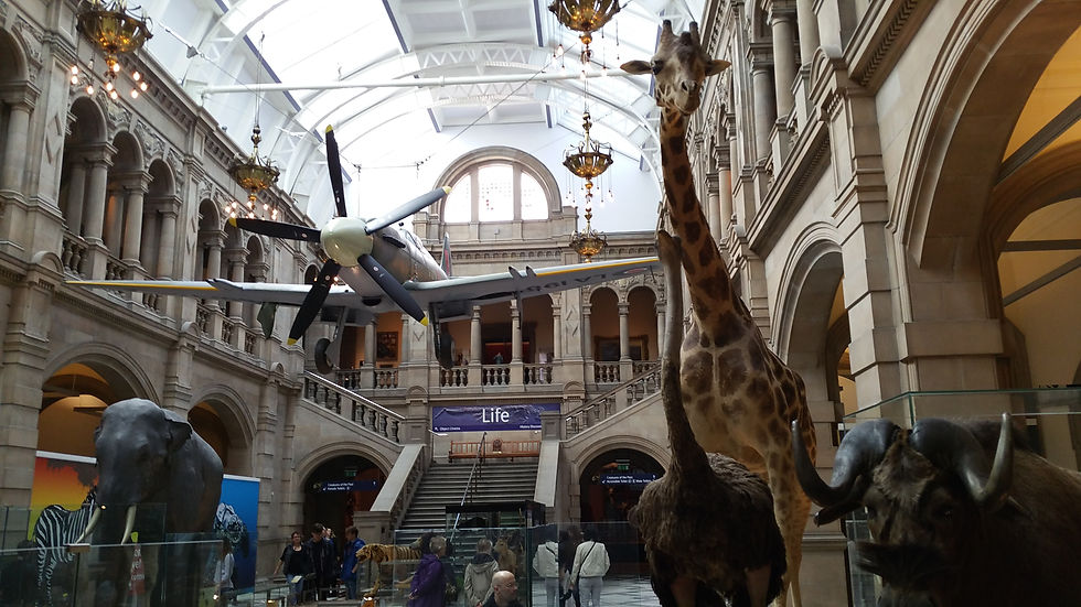 Museum interior with taxidermy giraffe, elephant, and buffalo. A plane hangs above. Visitors explore exhibits. "Life" banner visible. Dinosaur days out in the UK.
