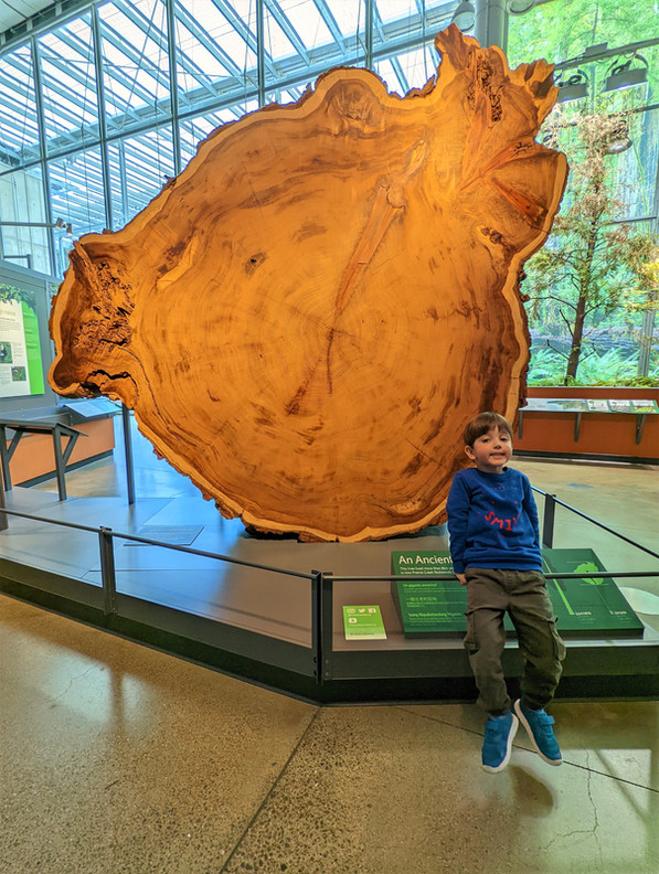 California Academy of Sciences, San Francisco