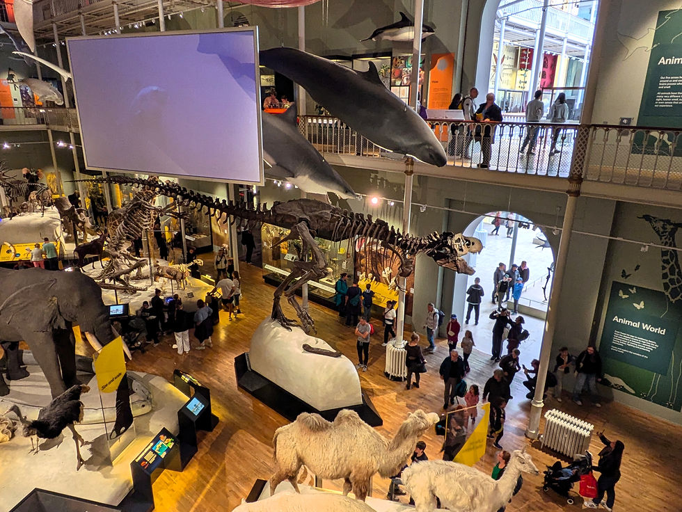 Museum hall with dinosaur skeletons, animal models, and visitors observing exhibits. Large screen and "Animal World" sign in background. Dinosaur days out in the UK.