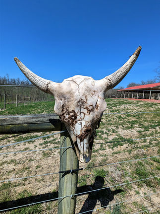 Boss Bison Ranch, Attractions to Visit in Harrison County, Ohio