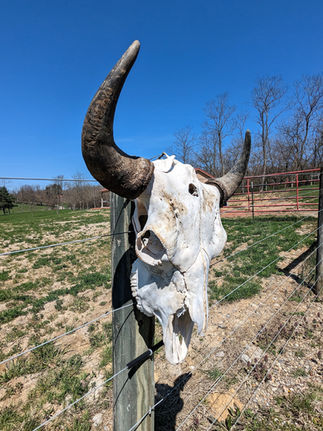 Boss Bison Ranch, Attractions to Visit in Harrison County, Ohio