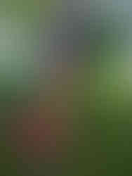 A child walking through a forest making this a perfect place to find the enchanted fairies of Scotland