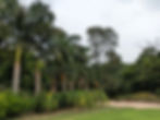 Tall palm trees line a park path surrounded by lush greenery. A person walks on the path, creating a serene and peaceful atmosphere. Tourist places to visit in Delhi.