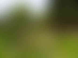 Cruickshank Botanic Garden