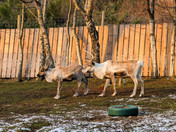 Cairngorm Reindeer Centre