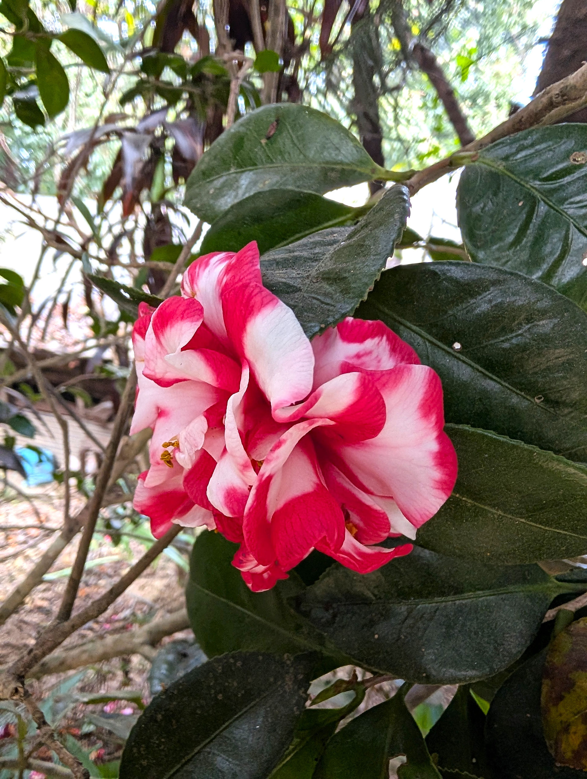Pine View Nursery