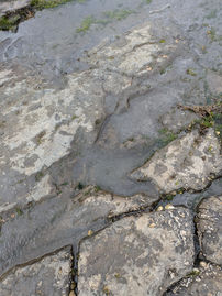 A large dinosaur footprint embedded in stone making this beach one of the best things to see and do in Skye